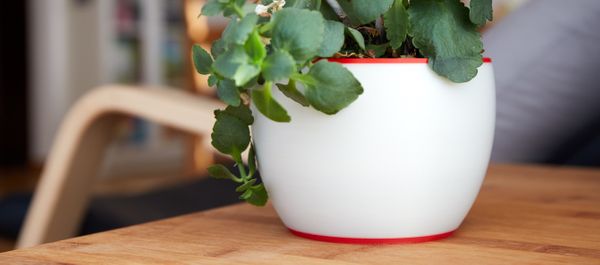 Got Plants? Print Pots!
